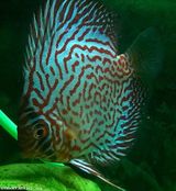 Benutzerfoto JedelskT