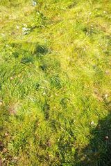 Foto pengguna mazdasergij