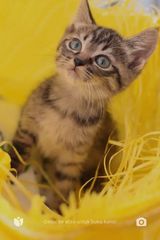 Фото користувача kokotama