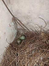 Zdjęcie użytkownika andalasputra22