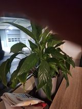 Zdjęcie użytkownika TomcioPaluchVV