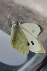 Фотография пользователя pmaciekk123