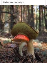Фотография пользователя ExtraMichal