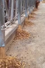 Фотография пользователя PaptaYanisOskra