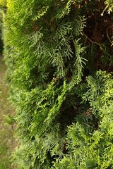 Photos czosnek77