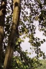 Foto pengguna staloowy