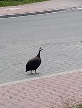 Fotka uživatele kojocik87