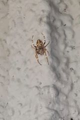 Фотография пользователя Megahart