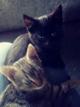 Fotos szymon23383883