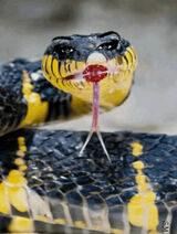 Foto pengguna zakamuflowanyANIOL