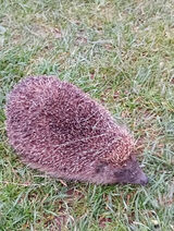 Benutzerfoto miroslawrarata598