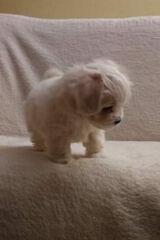 Foto pengguna Wpiszlogin1