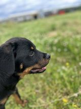 Фото користувача dzielnicowyzbelgi