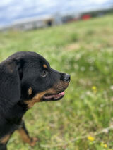 Photos dzielnicowyzbelgi