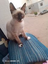 Фотография пользователя djawedakram6