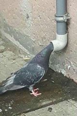 Fotos Otulonythc