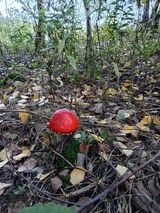 Fotos lacite777