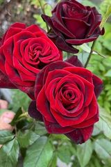 Benutzerfoto Kobietka39