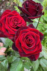 Foto pengguna Kobietka39