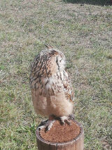 Zdjęcie użytkownika arturabraham