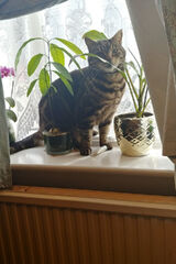 Foto utilizatorului kawalsuki