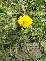Benutzerfoto Lenaa002