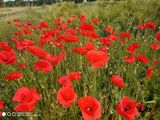 Фотография пользователя Sznajderowski