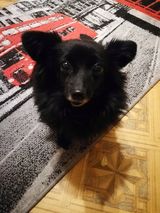 Benutzerfoto piciu30