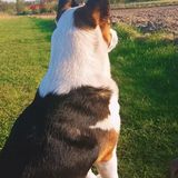Benutzerfoto wariaczii