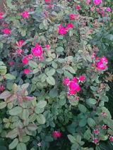 Benutzerfoto pawelowczarczyk20