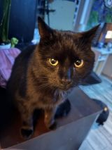 Foto pengguna Kapiluszek