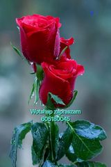 Foto pengguna Tomek2235