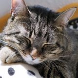Fotos GrumpyCatto