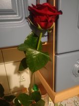 Foto utilizatorului paula123s