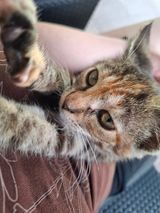 Benutzerfoto nivniaa