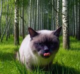 Фотография пользователя AdrianXB