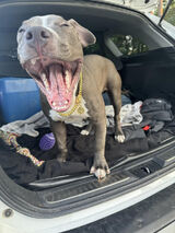 Фото користувача geniuson