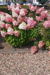 Zdjęcie użytkownika mania876