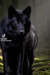 Foto pengguna Lukasz82ldz