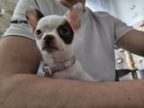 Fotos Brave