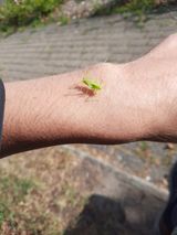 Benutzerfoto Lolabrennt