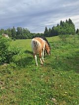 Foto utilizatorului WierkiewiczM