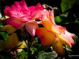 Фотография пользователя koniu705