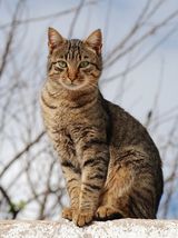 Foto pengguna xbojer223