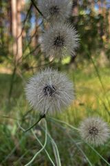 Benutzerfoto Armagedon0007