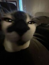 Фотография пользователя xkittenzz
