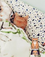 Benutzerfoto agusiakoova9205