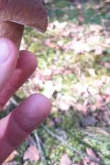 Fotka uživatele Burzowatyy