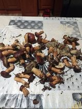 Foto pengguna Robi41