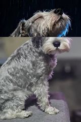 Benutzerfoto Tomas36